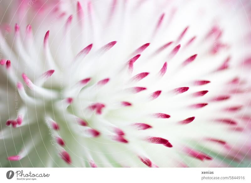 Makro Gänseblümchen in weiß mit roten Spitzen Blüte Blume Bellis Bellis perennis Nahaufnahme Blühend Pflanze Wiese Makroaufnahme schön rosa spitz