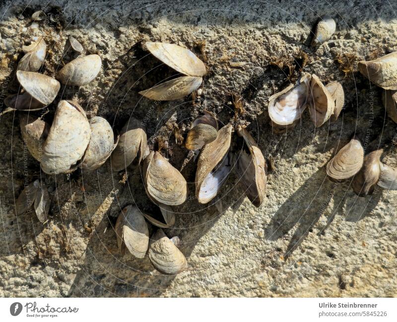 Invasion von Quagga-Dreikantmuscheln im Bodensee Dreissena rostriformis bugensis Süßwassermuschel Muschel Muschelschale Fehlbesiedelung Ökosystem Neozoon