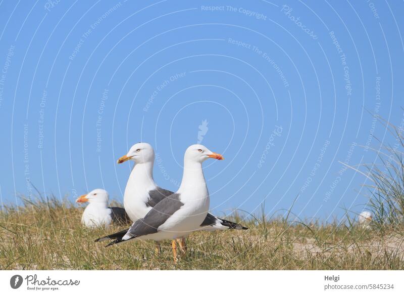 3 Heringsmöwen auf der Helgoländer Düne Möwe Vogel Helgoland Insel Tier Außenaufnahme Farbfoto Natur Wildtier Tag Menschenleer Umwelt natürlich Landschaft