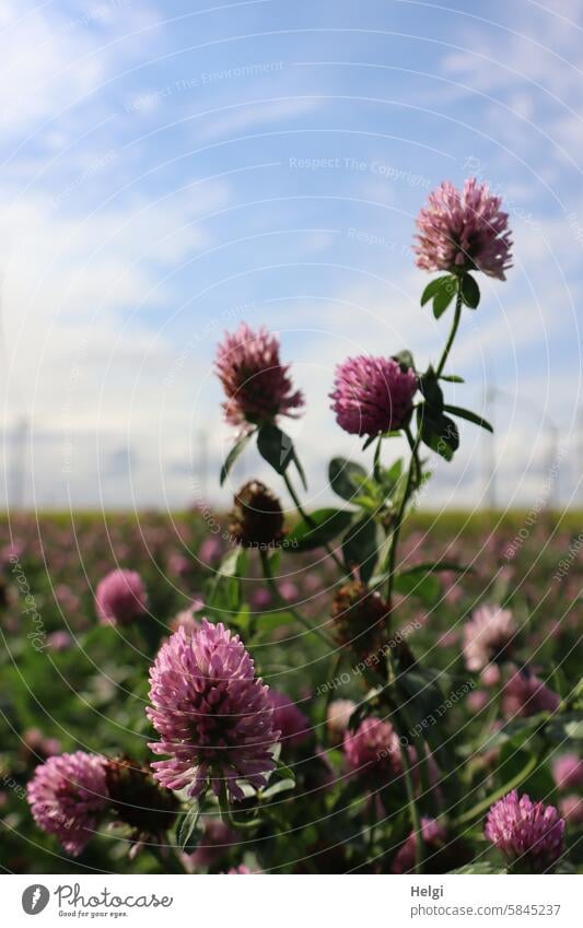 blühender Rotklee auf einem Feld Pflanze Klee Futterflanze Landschaft Natur Windpark Himmel Wolken schönes Wetter wachsen Sommer Außenaufnahme Blüte Umwelt