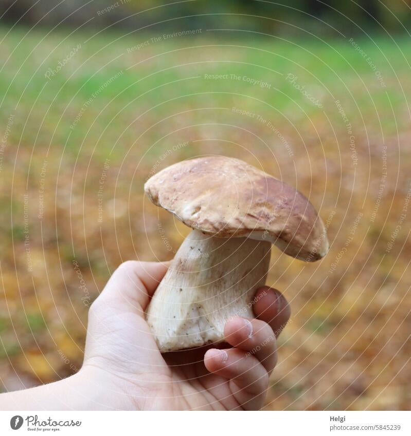 Steinpilz in der Hand eines Kindes Pilz Pilzsuche halten festhalten Prachtexemplar Herbst Natur essbar Lebensmittel braun frisch natürlich Ernährung Ernte