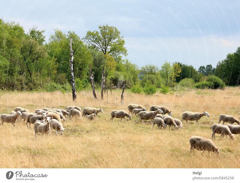 Schafherde im Moor Schafe Tier Säugetier Nutztier Moorlandschaft Hiller Moor Landschaft Natur Menschenleer Außenaufnahme Wiese Tiergruppe Farbfoto Herde