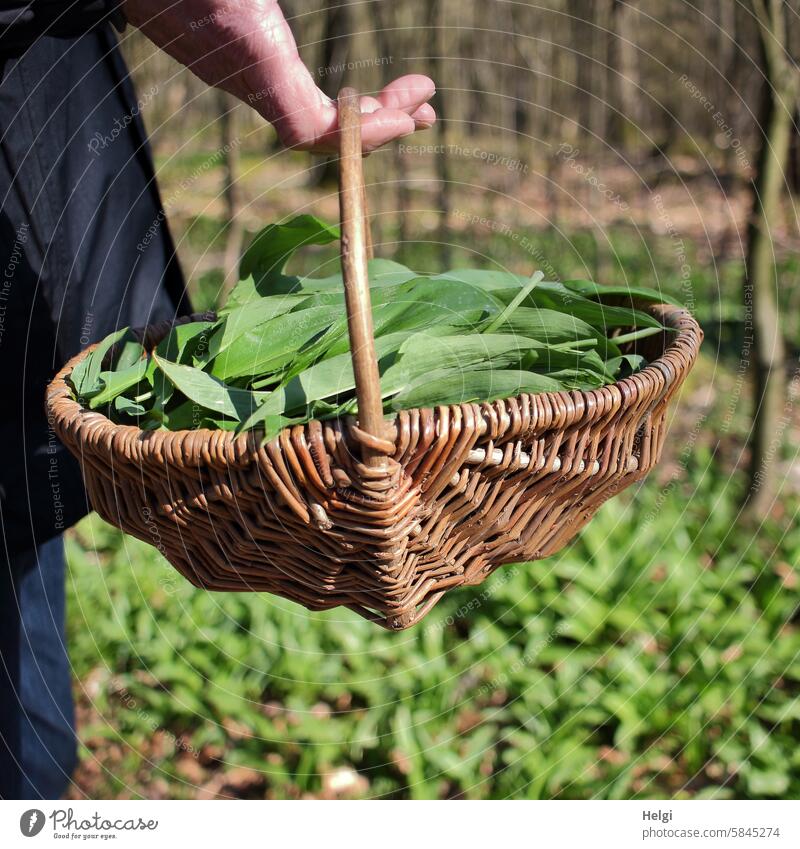 Bärlauchernte im Wald Bärlauchwald Frühling Gewürz Gewürzkraut lecker gesund Korb Hand festhalten tragen Lebensmittel Pflanze frisch grün natürlich Natur