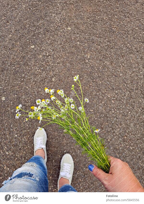 Ich habe Kamille gesammelt, eine Hand voll. Stolz trage ich meinen Fund nach Hause. Daraus wird Tee gemacht. Pflanze Blume Sommer Blüte weiß gelb grün Finger