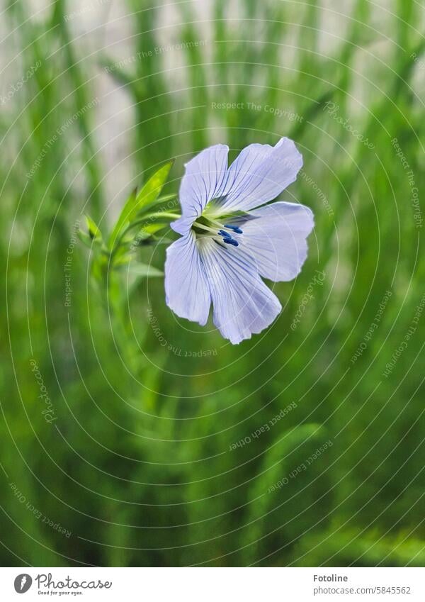 Flachsblüte Natur Pflanze Blume Blüte grün Frühling Blühend Farbfoto Garten Schwache Tiefenschärfe Detailaufnahme Nutzpflanze Kulturpflanze Lein Leingewächse