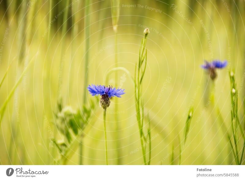 Kornblumen in einem Feld Blume blau Sommer Blüte Pflanze Natur Außenaufnahme Farbfoto Wildpflanze Blühend grün