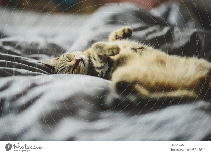 verschmuste Katze entspannt zur kalten Jahreszeit drinnen im warmen träumen niedlich Haustier schlafen lustig Tier Erholung winter liegen pose Bett