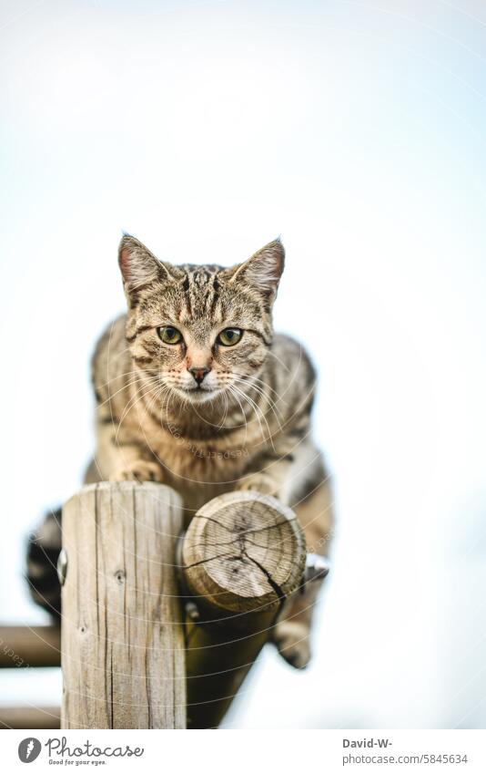 Katze auf einem Klettergerüst mit Blick in die Kamera schön beobachten Klettern hoch oben Tigerkatze Tierporträt Haustier Aufmerksamkeit besonders fokusiert