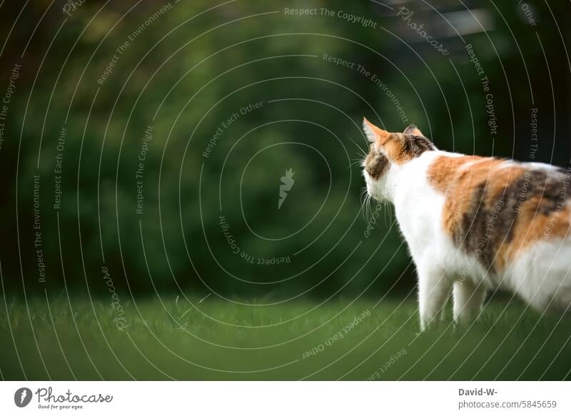 die Welt erkunden - Katze in Freiheit Tier Natur beobachten Glückskatze Neugier Haustier Garten Rasen Streuner