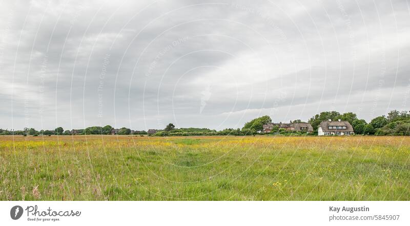 Blühende Weideflächen Salzgraswiesen Sommer 2024 Salzwiesen Feuchtwiesen Gräser Farben Salzwiesenblick Am Wegesrand Graswiesen Wiesen Margeiten Leucanthemum