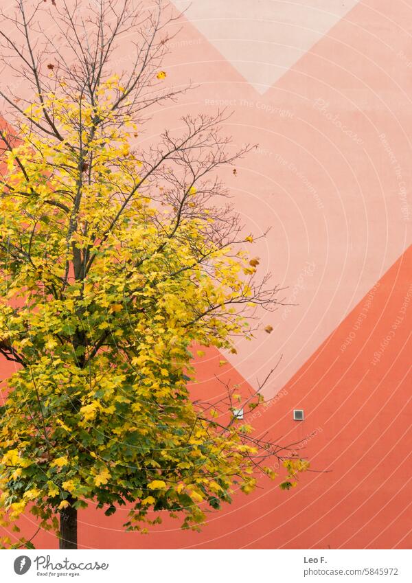 Ansicht eines Baumes mit gelben Blättern vor einer orangefarbenen Wand mit geometrischen Mustern, die Herbstfarben in einer urbanen Umgebung hervorheben.