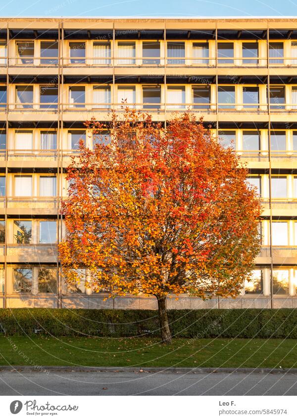 Bunter Ahornbaum mit leuchtend roten, gelben und orangefarbenen Blättern vor einer Gebäudefassade Architektur Baum bunt Busch botanisch draußen einzeln Farben