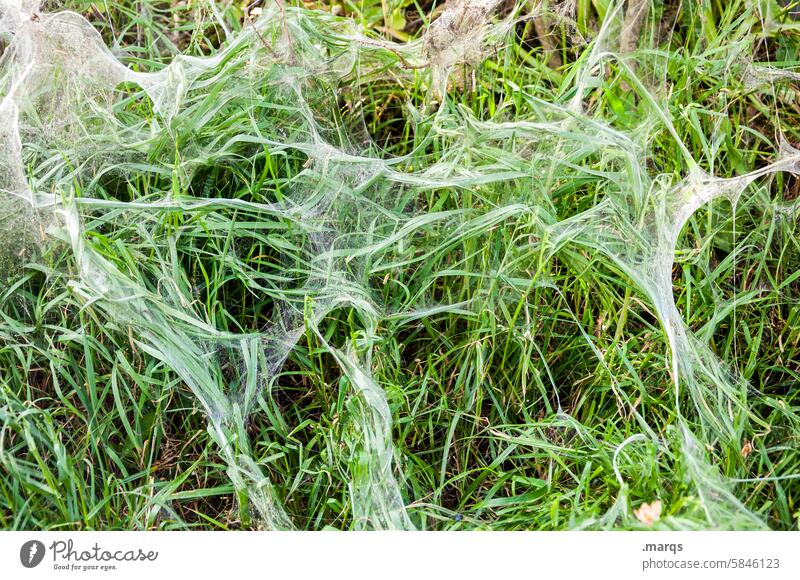Gespinst Gespinstmotte Spinngewebe filigran Muster Netzwerk Natur Nahaufnahme Naturphänomen bizarr gruselig Spinnfäden feucht Frühling Insekten Gras grün