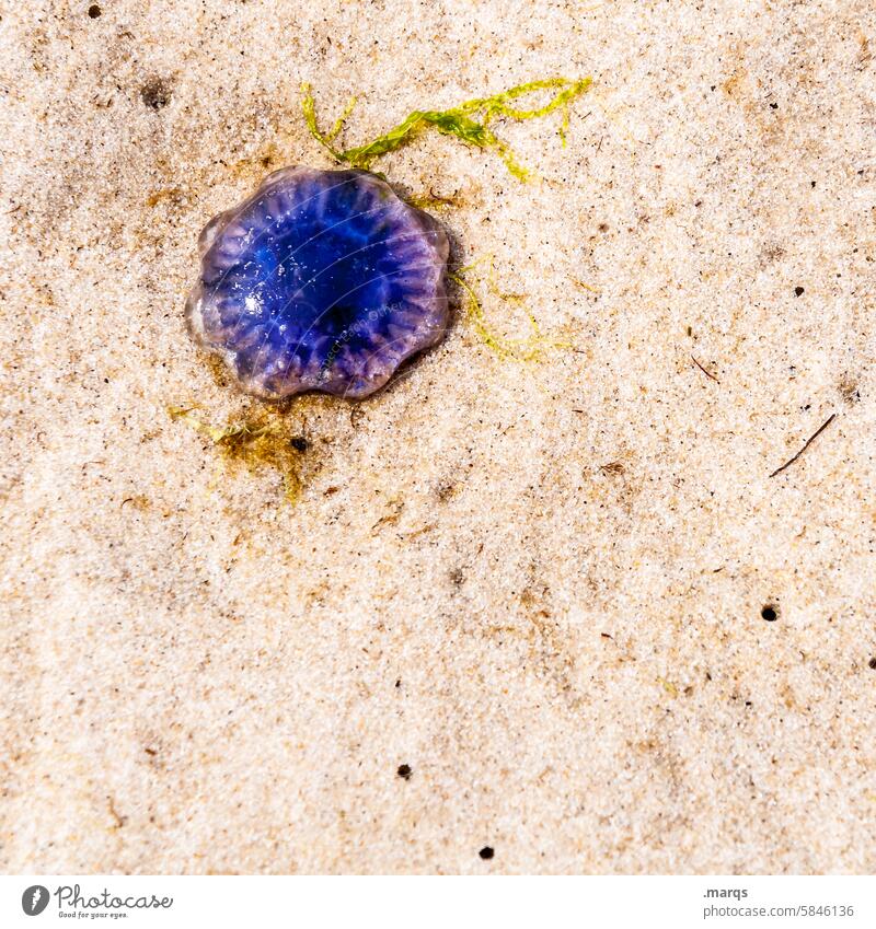 Qualle Sand Tier Strand blau Küste Natur Meer sterben Umwelt Medusa Sommer Nordsee Strandgut Totes Tier