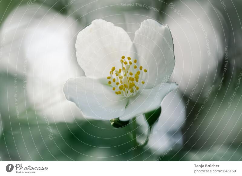 Blüte des Pfeifenstrauchs - ein Traum in Weiß duftloser Pfeifenstrauch Bauernjasmin Sommerjasmin Falscher Jasmin weiss Nahaufnahme vierblättrig