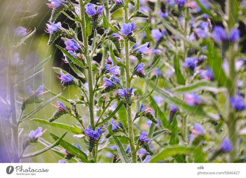 Der Gemeine Natternkopf | Echium vulgare Pflanze Blüte Natur Blühend Blüten Blume natürlich Frühling Garten Park Wildpflanze Heilpflanze Bachblütentherapie