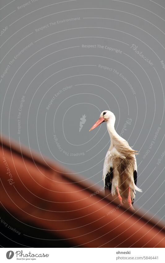 Storch auf einem Hausdach Dach Wind Tier Vogel Weißstorch Außenaufnahme Tierporträt Wildtier Textfreiraum oben Ganzkörperaufnahme