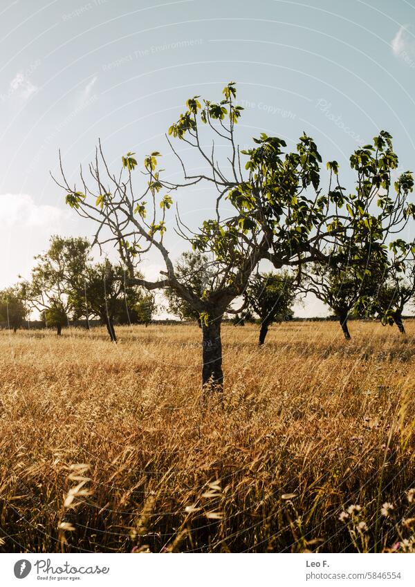 Mandelbäume auf Mallorca Baum Bäume Blätter Botanik blau draußen Feld friedlich Flora Frühling grasig grün gelb golden hell Himmelslicht Horizont Jahreszeit