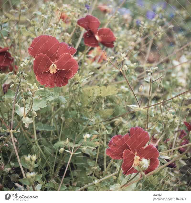 Bodenbelag Stiefmütterchen Nahaufnahme Außenaufnahme Farbfoto rot grün Wachstum Blühend Blüte Pflanze Natur Umwelt Blume Blatt Tag Menschenleer Blütenblatt