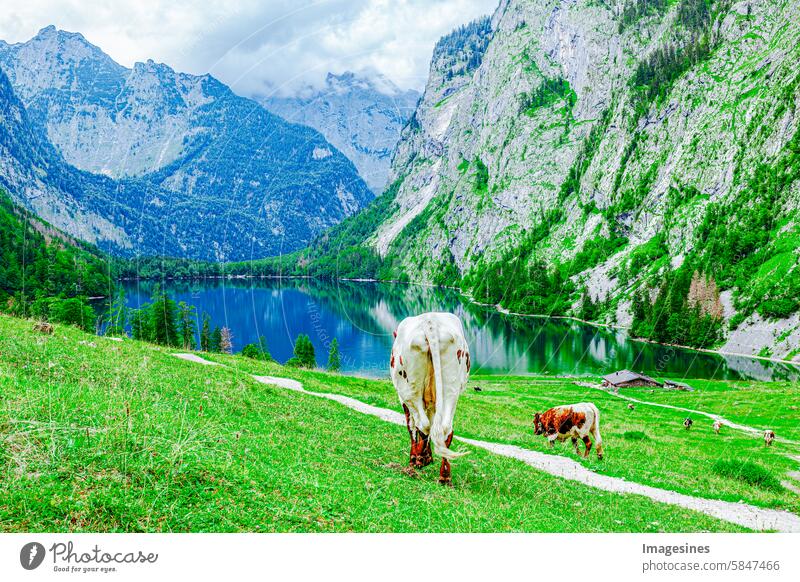 idyllische Landschaftskulisse. Kühe in den Bergen am Obersee. Königssee, im Berchtesgadener Land, Bayern, Deutschland Alpen Tier Bayerische Alpen