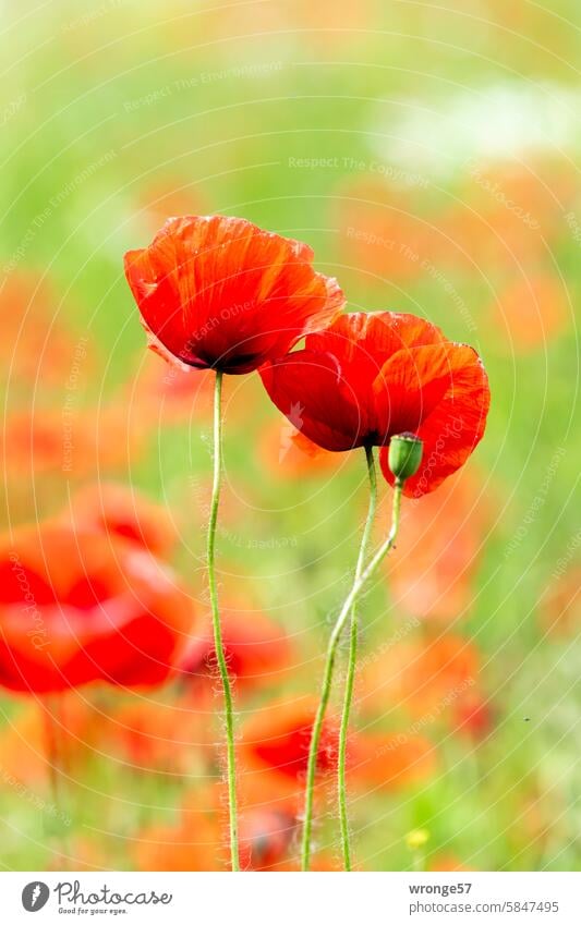 Blühender Mohn am Feldrand Mohnblüten blühender Mohn Nahaufnahme Sommer Pflanze Menschenleer Außenaufnahme Farbfoto Schwache Tiefenschärfe Klatschmohn