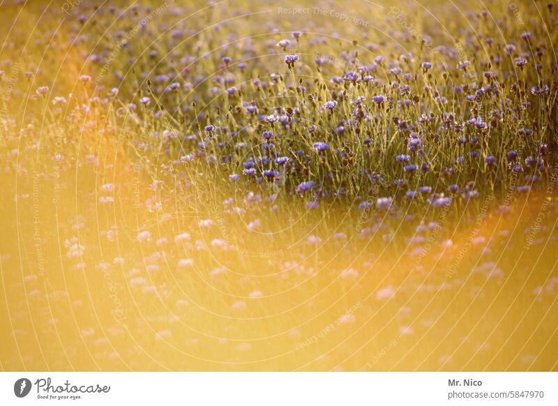 sommerbrise Natur Landschaft Wildpflanze Wiesenblume Sommer Wärme Duft Pflanze Umwelt Blumenwiese sommerlich Blüte Sommertag grün gelb Wachstum Grünpflanze Gras