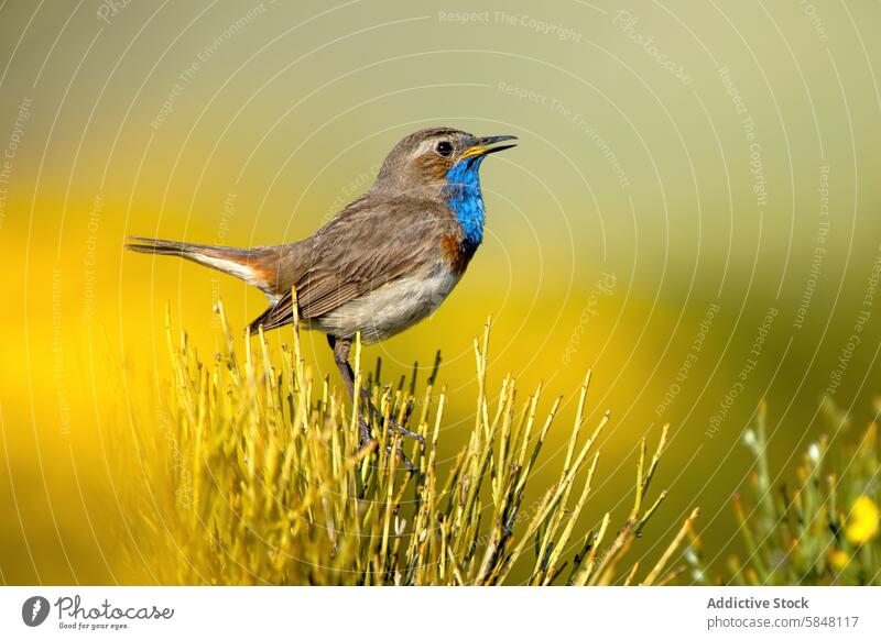 Singvogel inmitten von blühenden Blumen im Frühling Vogel Natur Tierwelt Barsch Ast Blüte pulsierend Saison Schönheit im Freien farbenfroh Feder blau braun