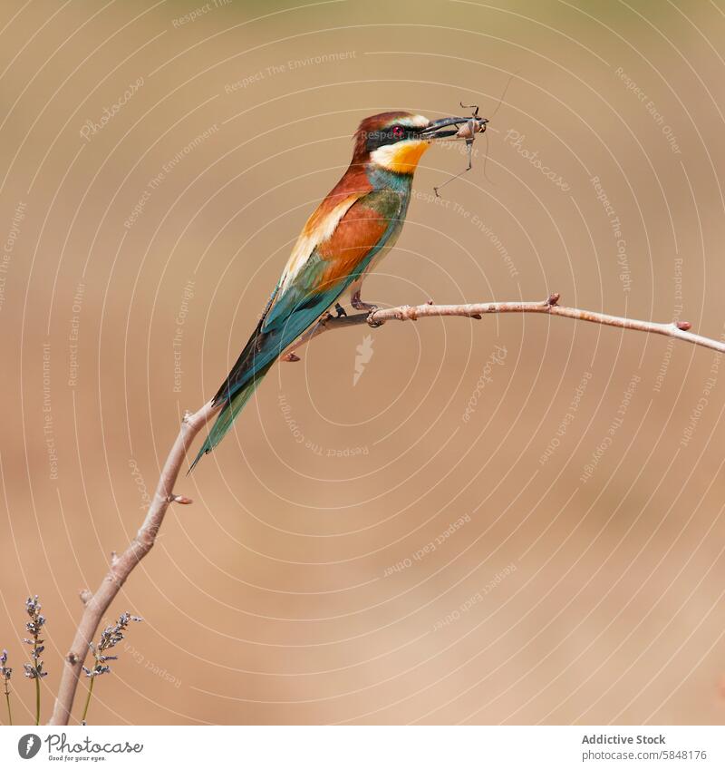 Europäischer Bienenfresser, Merops apiaster, fängt eine Heuschrecke merops apiaster Vogel Tierwelt Natur Barsch Zweig fangen pulsierend farbenfroh Schnabel