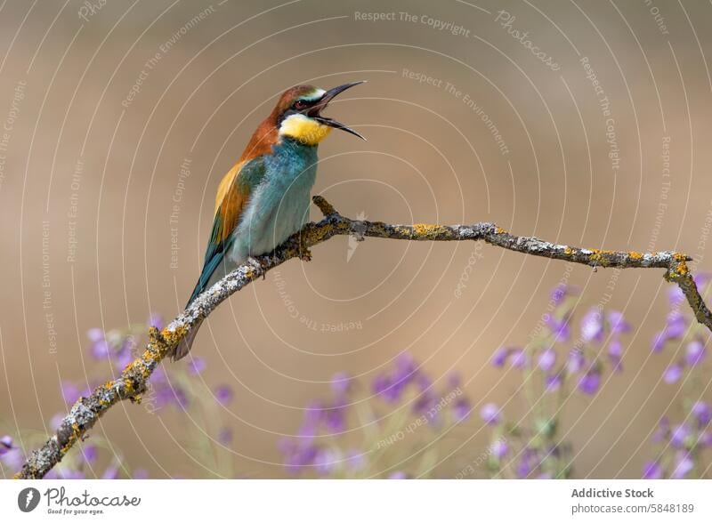 Bunter Bienenfresser auf einem mit Flechten bewachsenen Ast Europäischer Bienenfresser merops apiaster Vogel Tierwelt Natur farbenfroh gehockt Anruf pulsierend