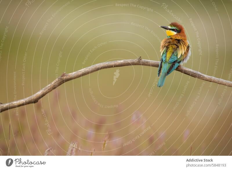 Bunter Bienenfresser auf einem Zweig sitzend Europäischer Bienenfresser merops apiaster Vogel Tierwelt Natur farbenfroh gehockt Feder grüner Hintergrund