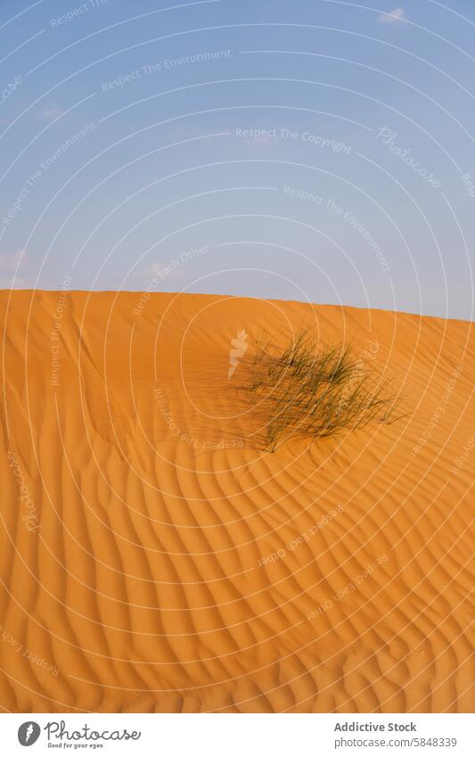 Gelassene Wüstendünen mit einem Hauch von Grün im Oman wüst Düne Sand Textur einsiedlerisch Gras Gelassenheit Klarer Himmel Landschaft Natur reisen Naher Osten