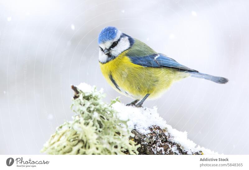 Blaumeise auf einem verschneiten Ast im Winter Vogel Schnee Cyanistes caeruleus Frost Natur Tierwelt im Freien Feder winzig niedlich pulsierend Gefieder Zirpen
