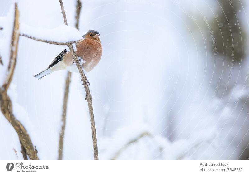 Buchfink auf verschneitem Ast in Winterlandschaft Vogel Fringilla coelebs Schnee Windstille Gelassenheit Natur Tierwelt Feder braun weiß kalt Frost Schneeflocke