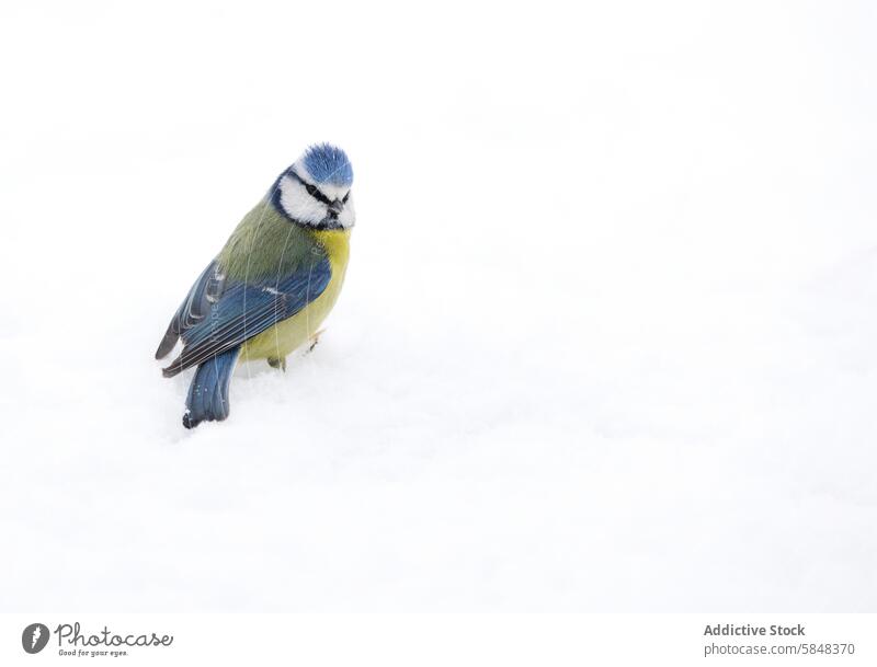 Blaumeise, cyanistes caeruleus, in einer verschneiten Umgebung Vogel Cyanistes caeruleus Schnee Winter Tierwelt Natur Gefieder kalt Frost Gelassenheit im Freien