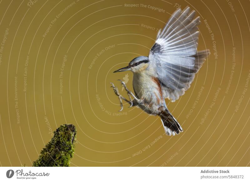 Fesselnder Kleiber im Flug vor goldener Kulisse Vogel Sitta europaea in der Luft Flügel Federn Landen Barsch Moos goldener Hintergrund Natur Tierwelt dynamisch