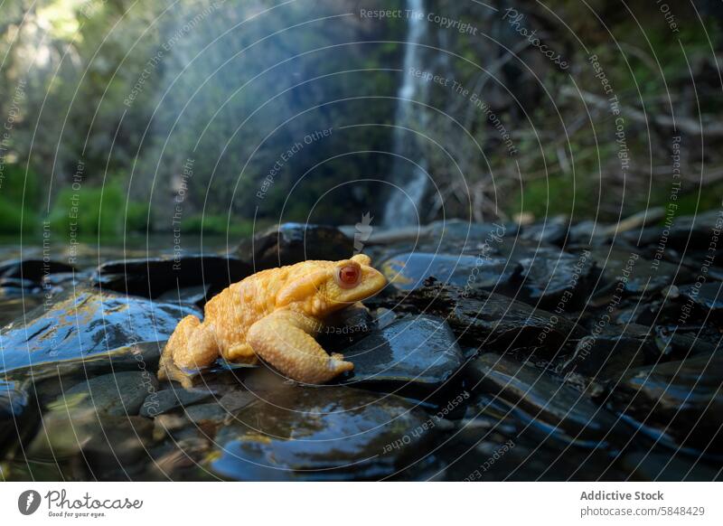 Erdkröte in ihrem natürlichen Lebensraum am Wasserfall Unke Bufo Bufo gelb selten Amphibie Natur Tierwelt Steine nass Gelassenheit Umwelt im Freien Nachbau