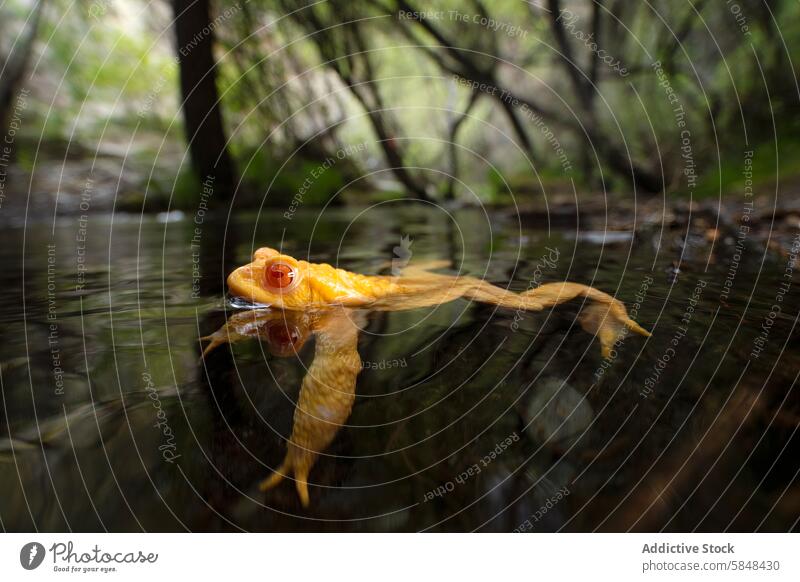 Erdkröte in ihrem natürlichen Lebensraum in der Nähe von Gewässern Unke Bufo Bufo Albino Amphibie strömen Waldgebiet selten Tierwelt Umwelt Steine Wasser laufen