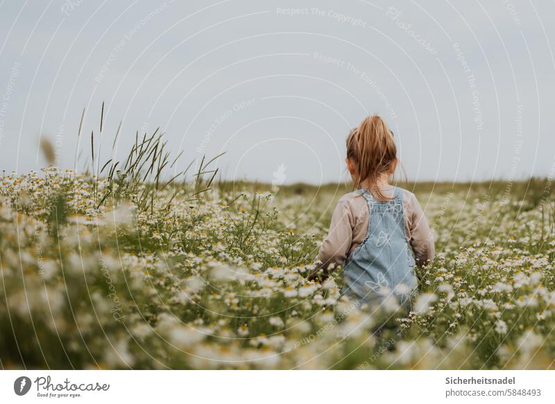 Kleinkind läuft durch ein Kamillenfeld Mädchen Kindheit Außenaufnahme Blumenwiese kamillenfeld Blumenfeld Natur Landleben Naturliebe Sommer Freude laufen
