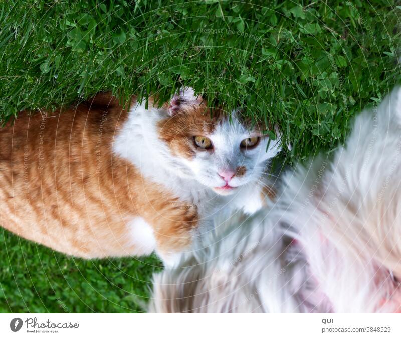 Ein Freund in allen Lebenslagen.... Kater und Hund Rot weißer Kater Katzen Streuner Streuner Katze Freigänger getigert Blick in die Kamera auf dem Kopf