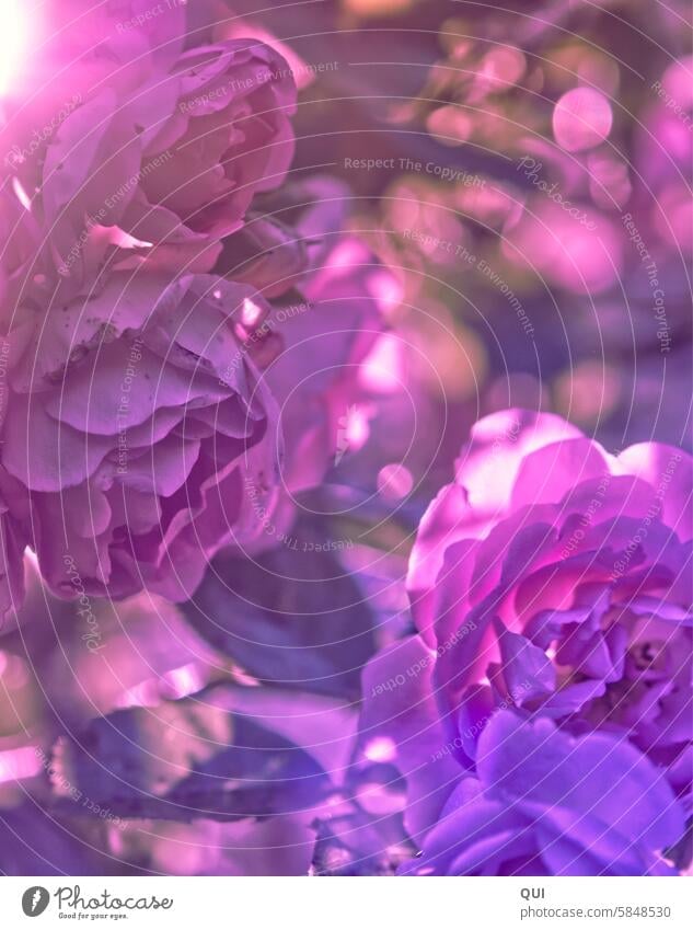 Rosen ...durch ne rosarote Brille pink Bokeh Garten Licht Sonne Sonnenlicht Gegenlicht Blume Blüte Pflanze Sommer Blühend Duft Rosenblüte Blütenblatt Liebe