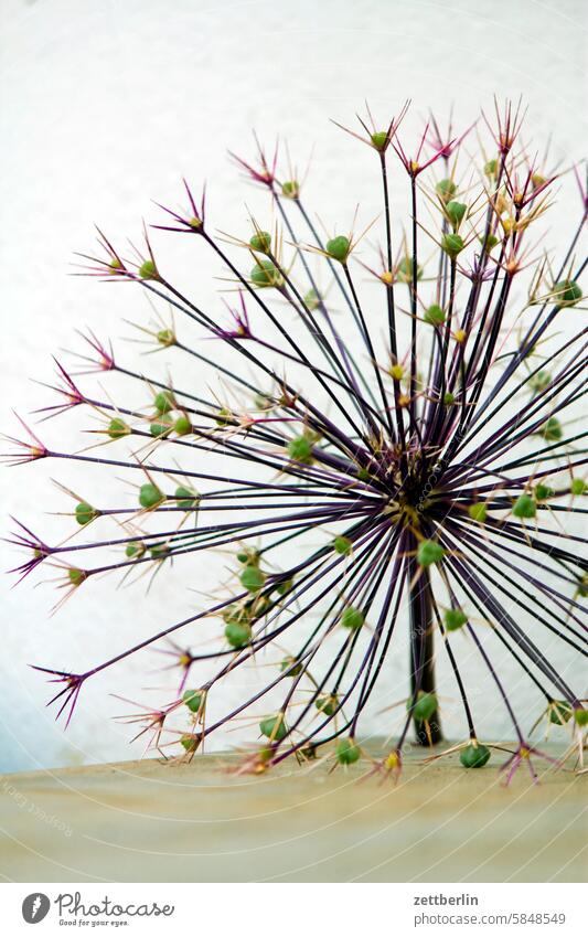 Allium abend blühen blüte dunkel dämmerung erholung erwachen ferien garten kleingarten kleingartenkolonie knospe menschenleer nachbarschaft natur pflanze ruhe