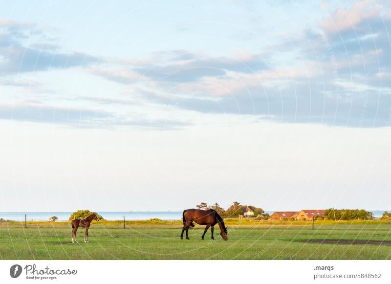 Mutter & Kind Weide Fressen Pferd Tier Nutztier Gras Wolken Himmel Umwelt Idylle stehen Landschaft Natur Ganzkörperaufnahme Ruhe Horizont Sommer Fohlen weiden