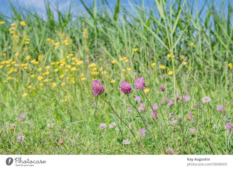 Am Wegesrand Wiesen-Klee Trifolium pratense Pflanzen Schmetterlingsblütler Faboideae Flora Botanik Gelbe Blüten Hahnenfuß Ranunculus Ranunkel Hahnenfußartige
