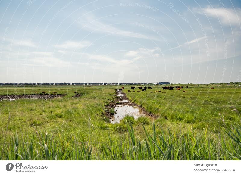 Bahnstrecke Zug Zugverkehr Rinder Landwirtschaft Landschaften Insel Sylt Außenaufnahme Nordseeküste Schleswig Holstein Vogelschutzgebiet Nordseeinsel