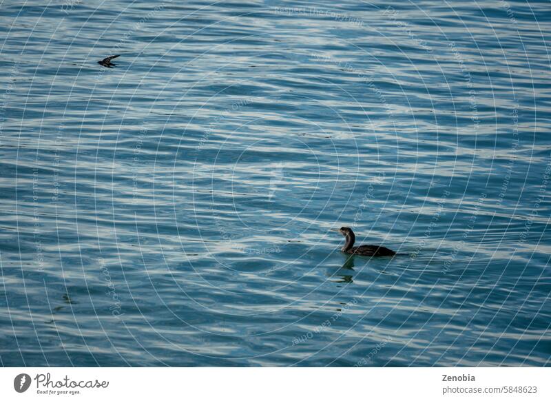 Neuseeland Kormoran und willkommen Schwalbe Vögel ing in ruhigem Wasser. Natur Hintergrund Textur Pazifischer Ozean. glasartig Vogelbeobachtung fliegend