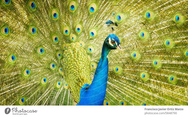 Porträt eines schönen Pfaus mit ausgefahrenen Federn männlich blau Tier grün Leitwerke Tierwelt Muster Vogel Nahaufnahme Design Gefieder Anzeige Farbe Schönheit