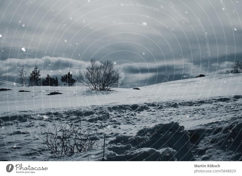 Norwegisches Hochgebirge im Schnee. Kahler Baum in einer weißen Landschaft bei Schneefall Winter Winterlandschaft Eis kalt Frost Zauberei u. Magie Straße Licht
