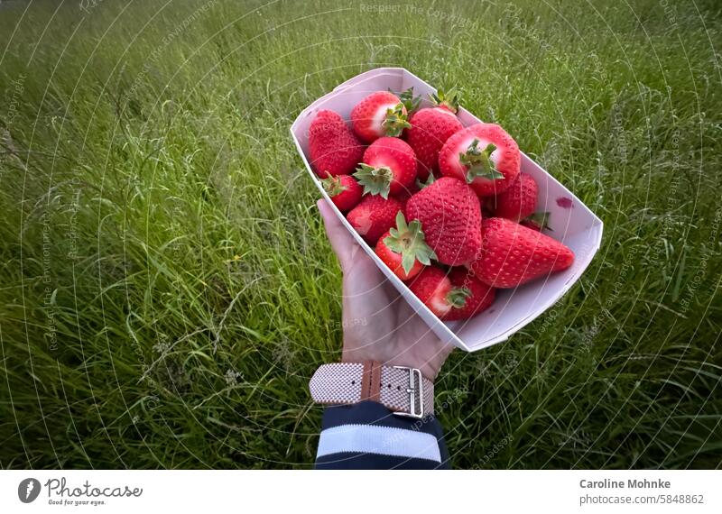 Frische Erdbeeren vom Bauernhof Frucht rot süß Lebensmittel lecker frisch Gesundheit Sommer Vitamin saftig Beeren reif geschmackvoll natürlich Dessert