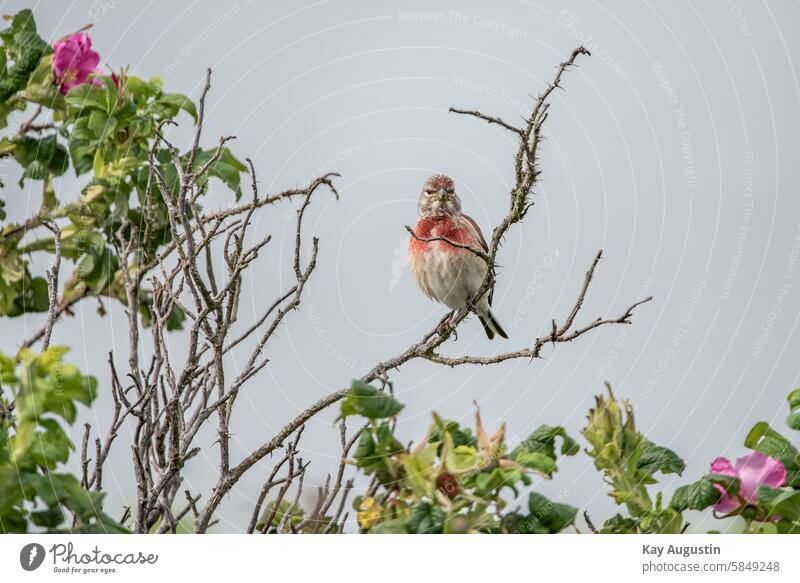 Bluthänfling Linaria cannabina Flachsfink Carduelis cannabina Hänflinge Vogel Kartoffel Rose Blütezeit klein Vogel Singvögel Passeri Fauna Vogelwelt Sommer 2024