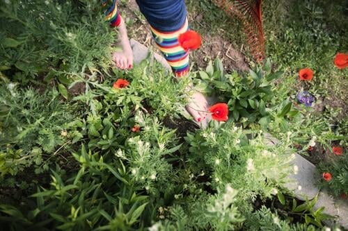 ausgefranst |Mohnblüten im Beet Garten Pflanze Füße auf dem Boden Frau Jeanshose jeans Zehen Fuß Nagellack regenbogenfarben feminin Barfuß welk Rechen Blumen